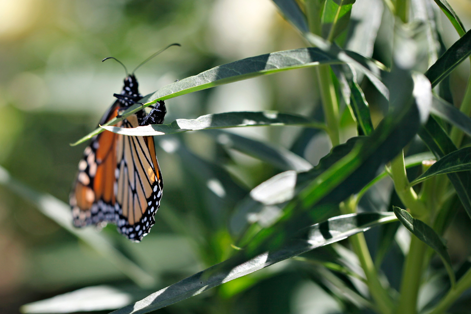 Happy Mother's Day! #MonarchButterfly