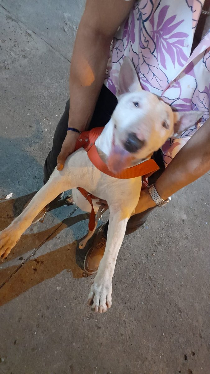 Si ayuda compartiendo esta publicación, es una bull terrier, estaba por el puente de la 17, alguna noticia de su dueño pueden integrarse con este perfil, estaré atento #bullterrier #perrosperdidos