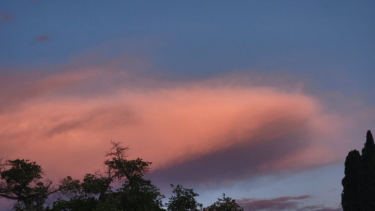 petal motel tweet media