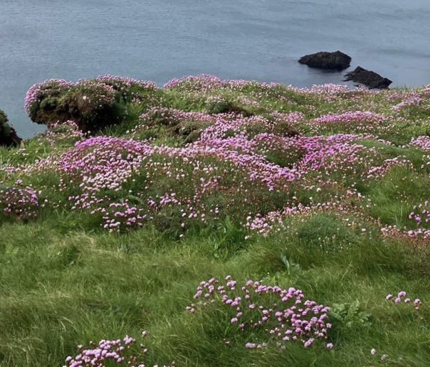 forder_phil's tweet photo. A thrifty day, rich in pink.  Good morning world! https://t.co/aR3tR8jD5y