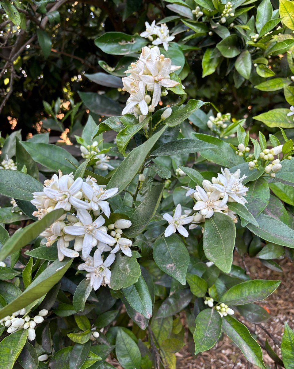 CitrusricusDe's tweet photo. Ein paar ganz besondere Blumen für meine Mutter.
Alles Gute zum Muttertag#orangen 

#mandarinen #zitronen #direktvomerzeuger #biodynamisch #baumpatenschaften #valencia #zitrusfruechte #zitrusfrüchte #zitrushain #demeterlovers #landwirtschaft #öko #eco #natura #vonnaturzutisch https://t.co/zEHOgrjIu4