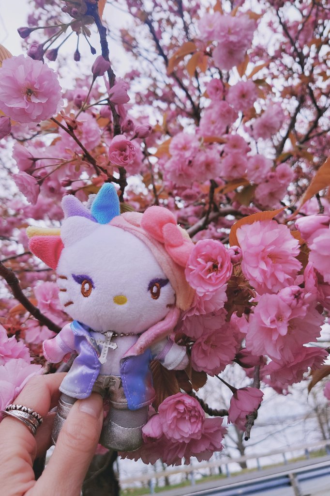 @yoshikitty Yoshikitty is so lovely with pink flowers!🌸🩷