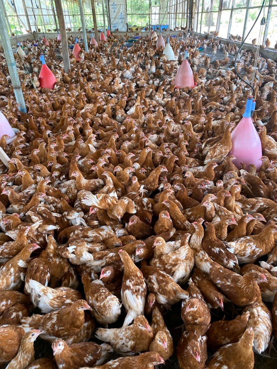 Radvan_Vedasto's tweet photo. Point-of -lay chickens:
These are layer chickens that have grown to the age or near to start laying eggs,  16-18 weeks( for commercial layers).
Pros:
1.Less waiting time to eggs production
2.Less mortality as chicks suffer more than hens
3.Less costs  of feeds and medication. https://t.co/kfDJ8RxJr7