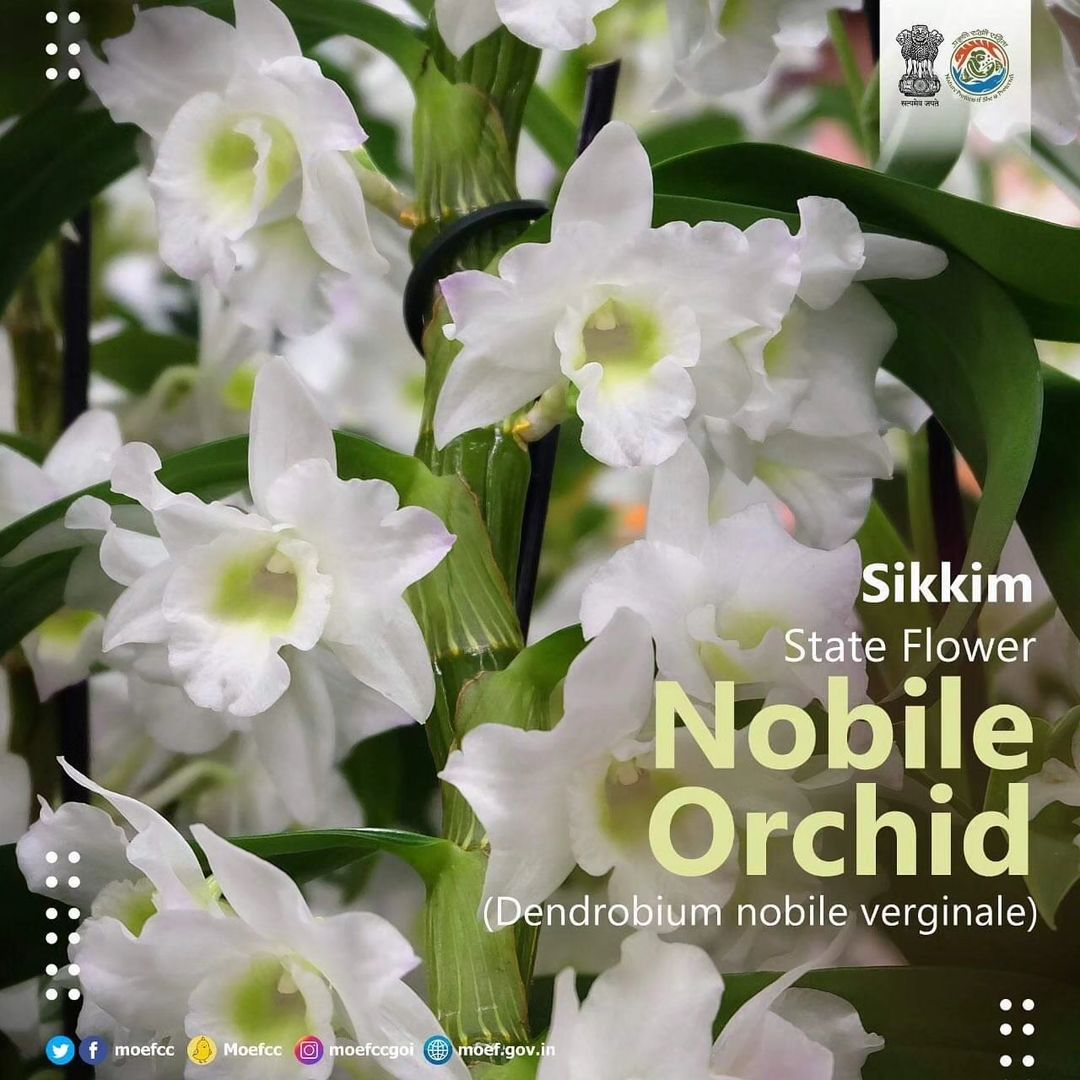 #ChooseLiFE #MissionLiFE @moefcc Sikkim State Flower Nobile Orchid (Dendrobium nobile verginale) @NWRailways