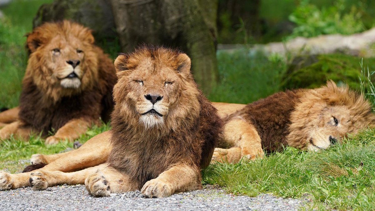 だんだん草が伸び・・・
ふかふかの #草ベッド が完成！

オスたち、仲良く休憩中😊

#ライオン #lion
#富士サファリパーク 
fujisafari.co.jp/animal-safari/…