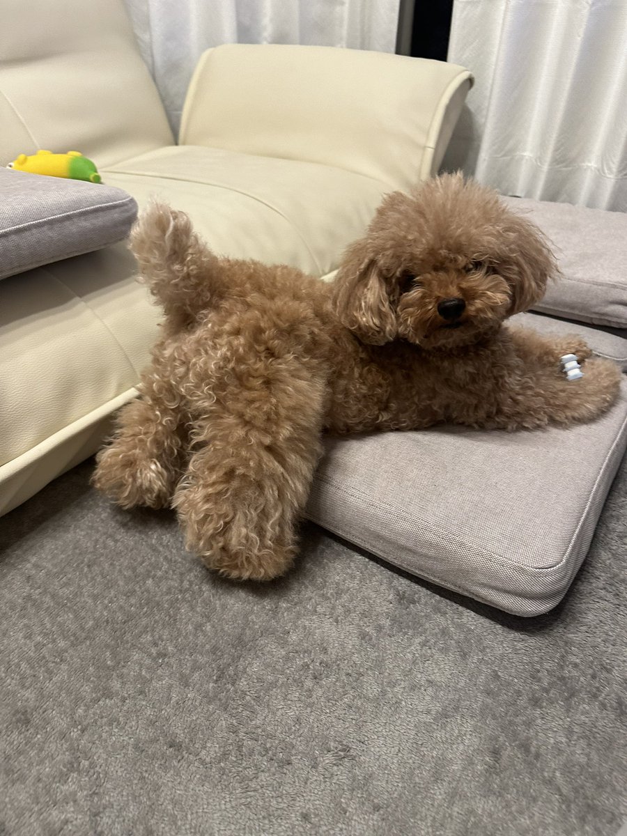 sasuke_0515's tweet photo. お尻ぷりーん🍑短足ちゃん🤭
ドワーフタイプのトイプーです🐩 https://t.co/ZQwvWfCmJf