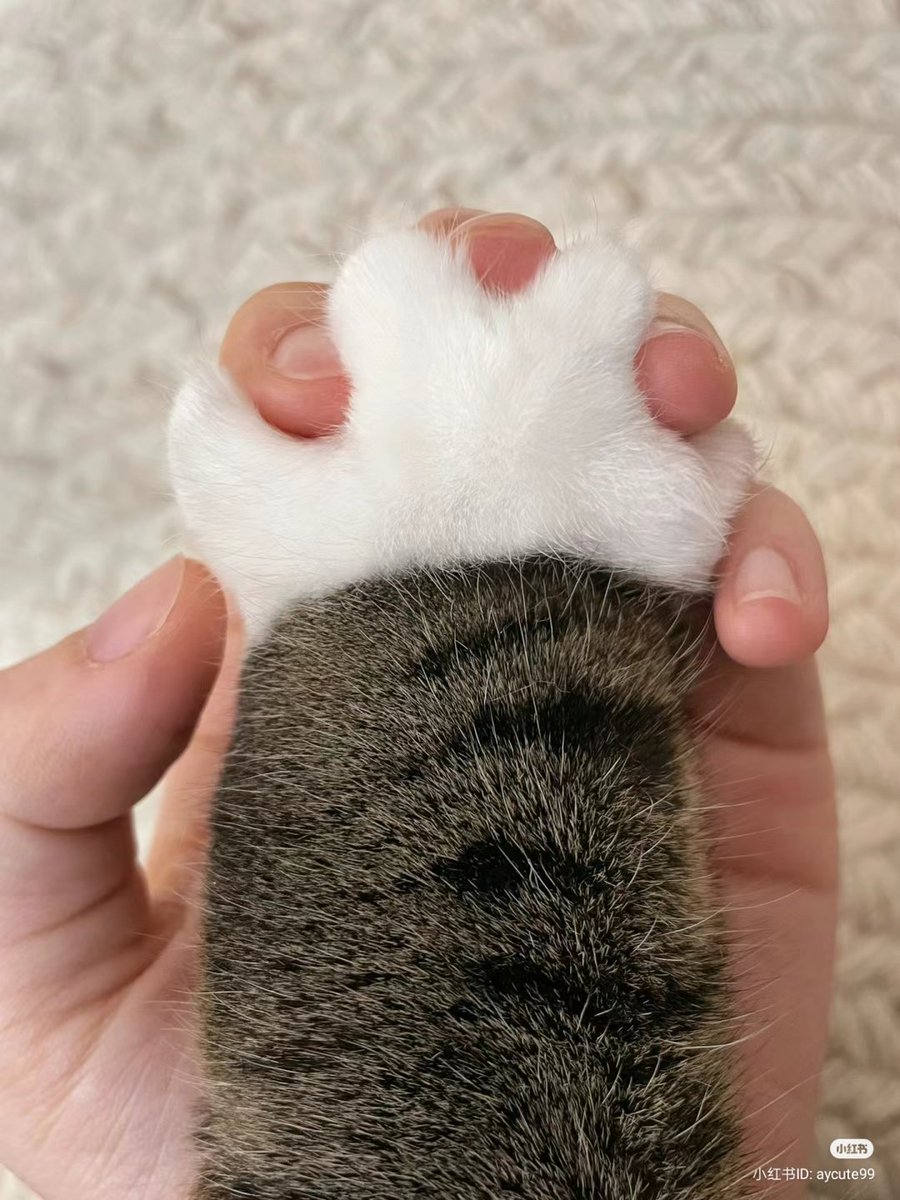 fluffy paws