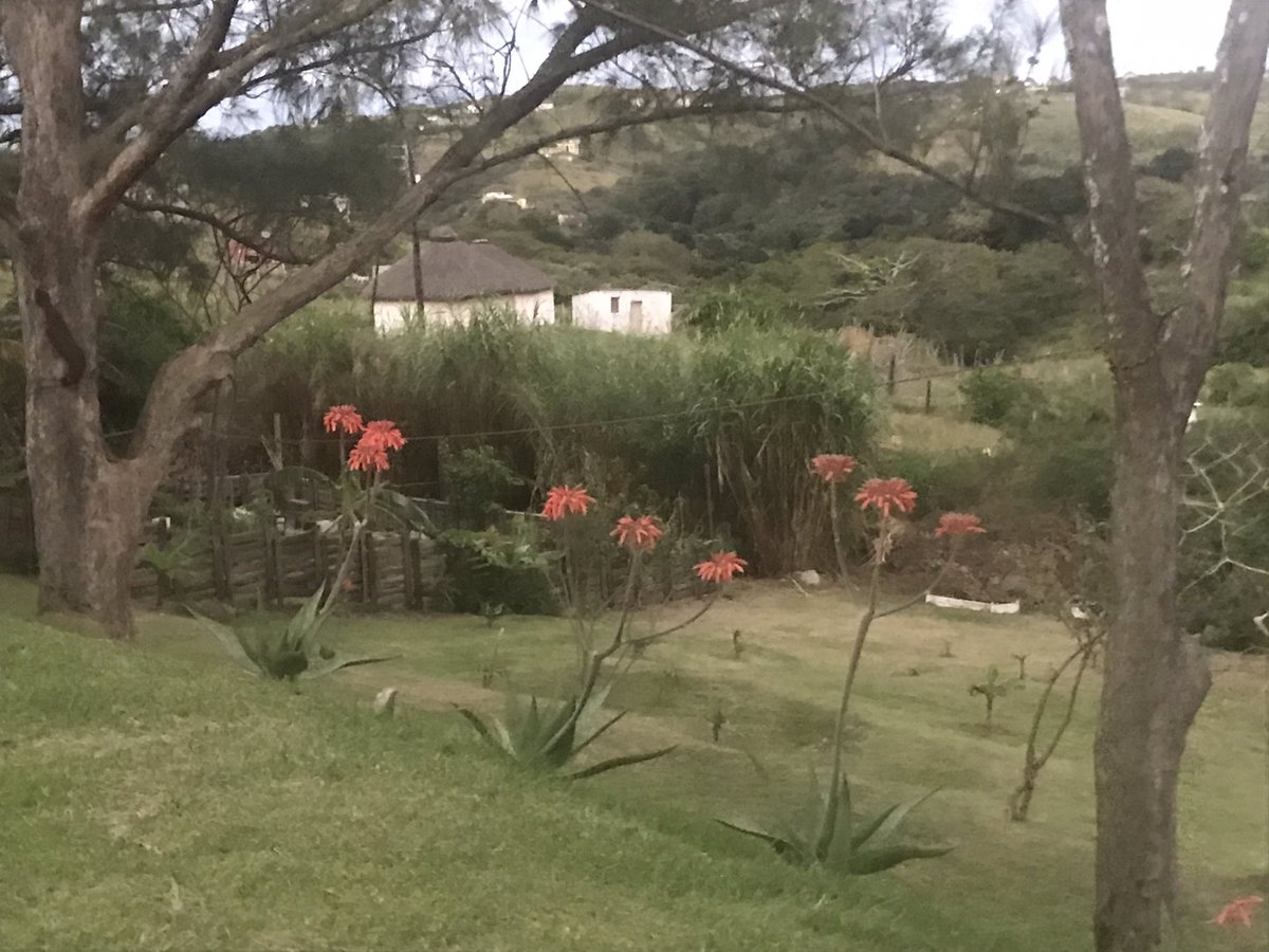 Its that time of the year. Aloes are blooming. #wildcoast #transkei
#accommodation #petfriendly #freewifi #surf #fishing #kayaking #adventure #hiking #beachlife #surfing  #dinewithus #workremotely #footprintsbar 
@SportswaveAndre
#StrongerTogether