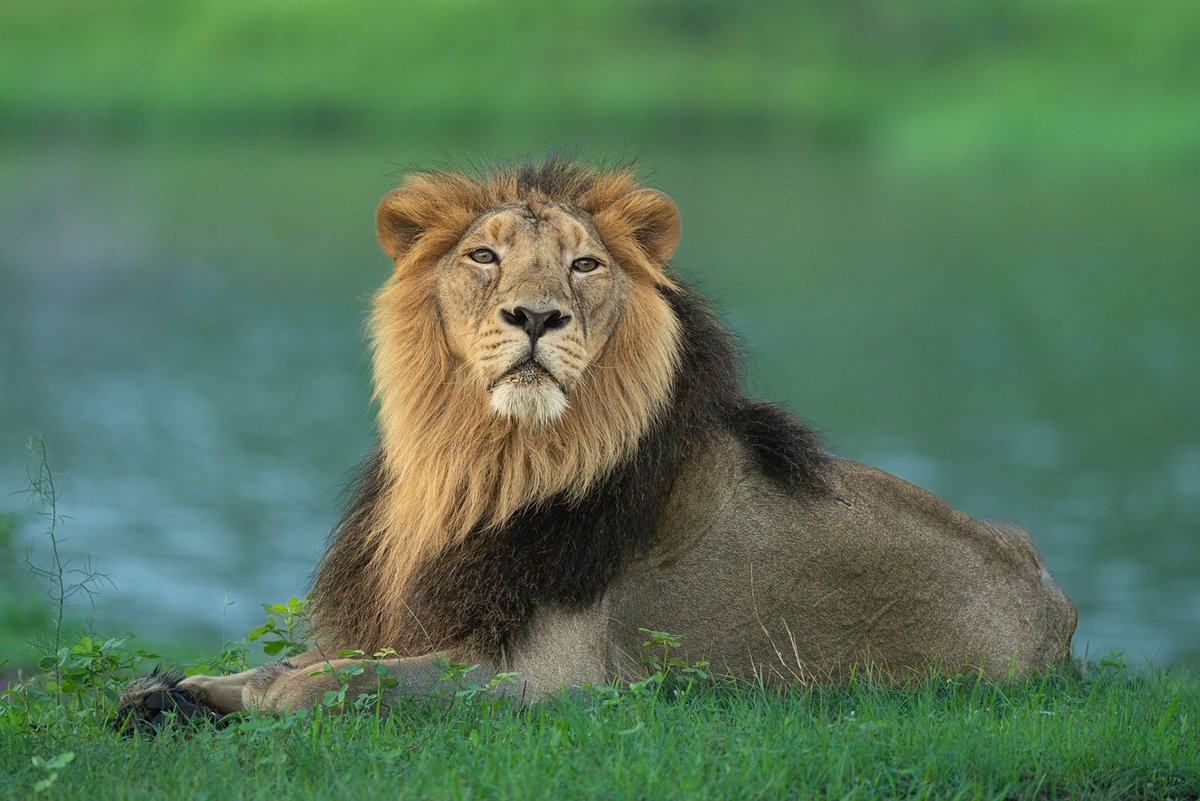 #FromTheArchives From their majestic manes to the large prides, find out all you need to know about the #AsiaticLion. 📷 Urmil Jhaveri bit.ly/426nHu4
