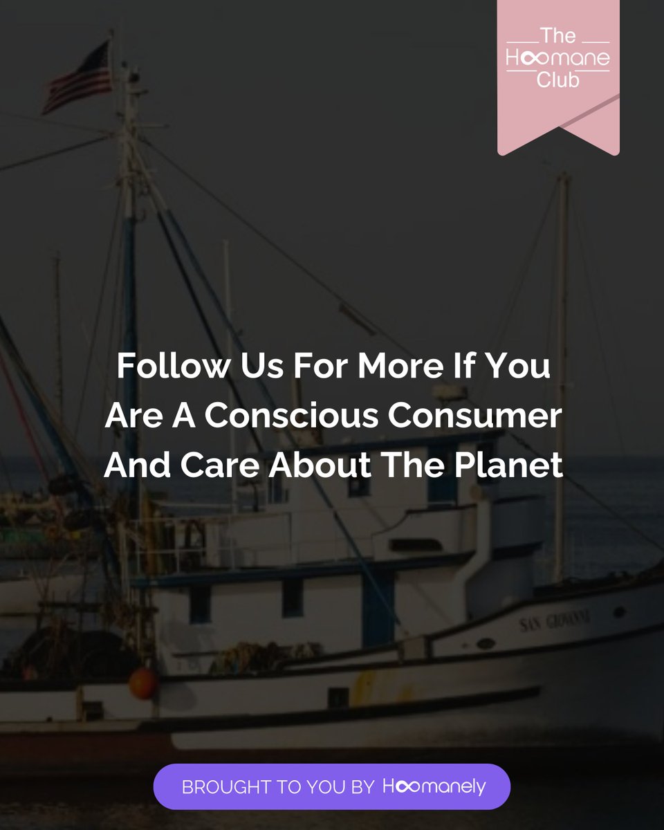 TheHoomaneClub's tweet photo. Big news! The US overfishing list now includes the fewest species ever, showcasing the success of sustainable fishing practices. Efforts in managing Atlantic mackerel and cubera snapper populations have been pivotal.#TheHoomaneClub #PlanetPositives #WeeklyNews #SustainableFishing https://t.co/SAMV968bsH