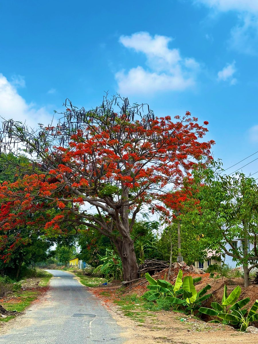 Went for a #sundaydrive …
Forests 🌳 river ..villages…
#getoutdoors should be a norm…at least for few minutes..

Green green trees 🌳…
Ubiquitous mayflower tree💗
A peaceful village home
Palar river waiting for rains…

#sundayvibes #vrupix