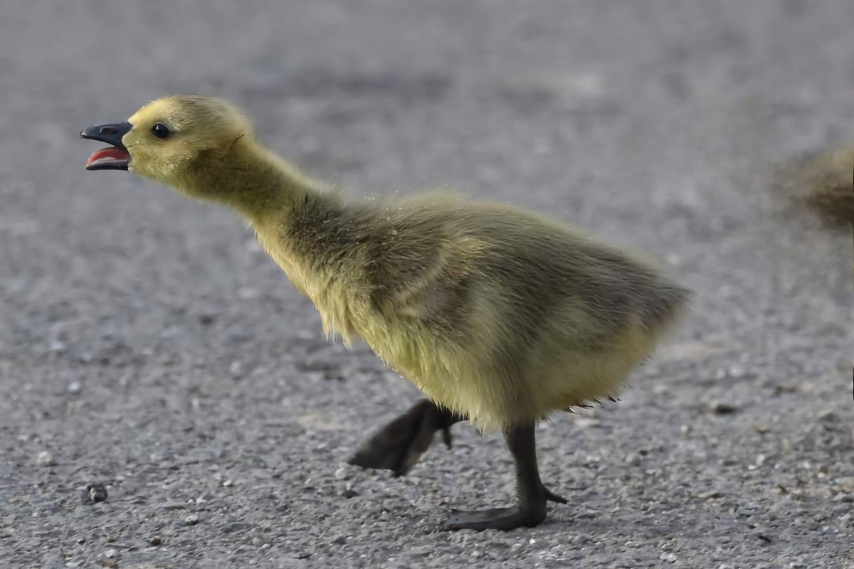 Canada Goose Gosling Bude Cornwall 〓〓 #wildlife #nature #lovebude #bude #Cornwall #Kernow #wildlifephotography #birdwatching #BirdsOfTwitter #TwitterNatureCommunity #Gosling #CanadaGeese