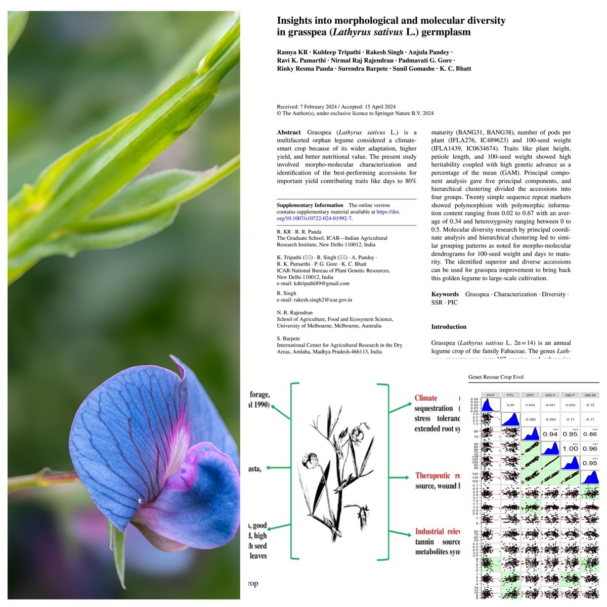 Hello from me again😁👋 Happy to share our article📜from my PhD work "Insights into morphological and molecular diversity in grasspea (Lathyrus sativus L.) germplasm"🌱 Thanks to all my advisory members and well wishers #grasspea #futurefood #climatesmart link.springer.com/article/10.100…