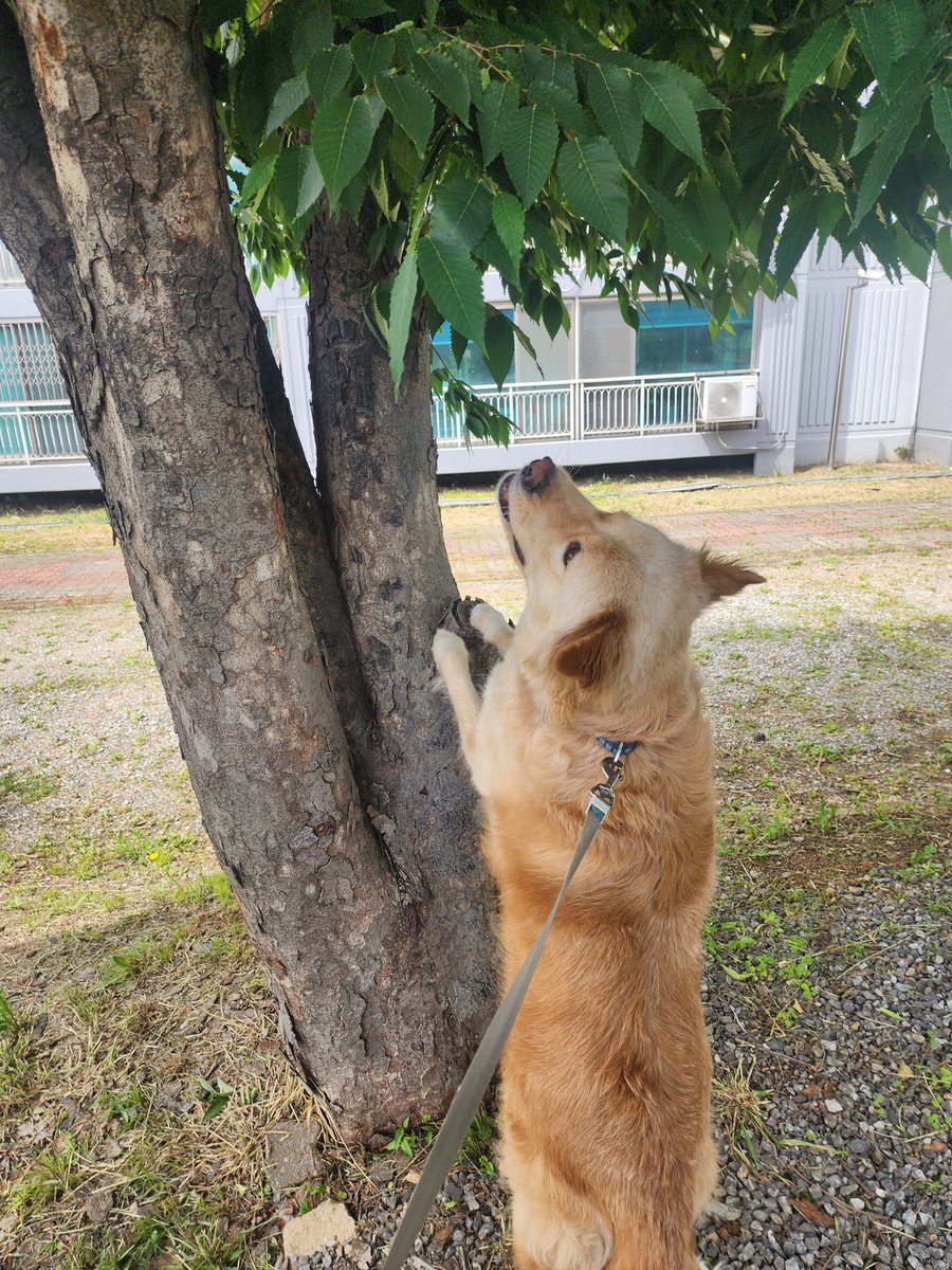 나무에 뭐가잇대...
아무것도없음..........