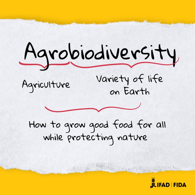 Agriculture has the potential to protect biodiversity, but right now it's a leading driver of its decline. 
 
To nourish the planet and achieve #ZeroHunger, this must change. Agrobiodiversity is the key to getting there 🌱 🥭
via @IFAD