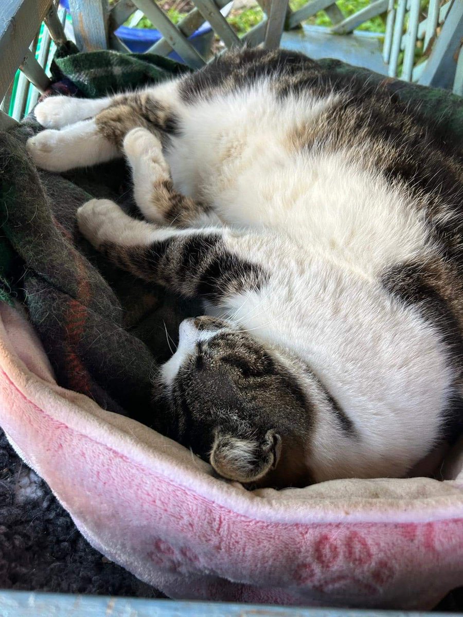 #SleepySunday ~ Morris is catching up with his rest before breakfast. Hopefully he will be up & about later to meet visitors arriving for afternoon tea 🐾😻🍰🫖
#inthecompanyofcats #catrescue #cat #purrfectpaws #catvibes #fabulousfelines #CatsofTwittter