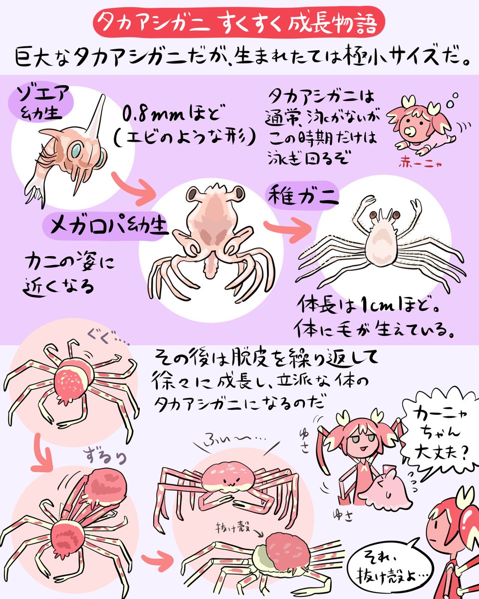 世界最大のカニ「タカアシガニ」の図解です（#深海DINER エディション