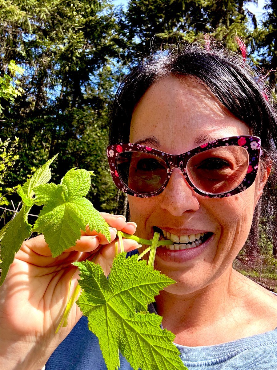 We use cultural plants to increase resiliency on our farm. Thimbleberry is great for vertical structure to retain soil moisture and reduce soil temps for lower growing crops like herbs. They also make great snacks while weeding! #indigesnacks #ag #ecology