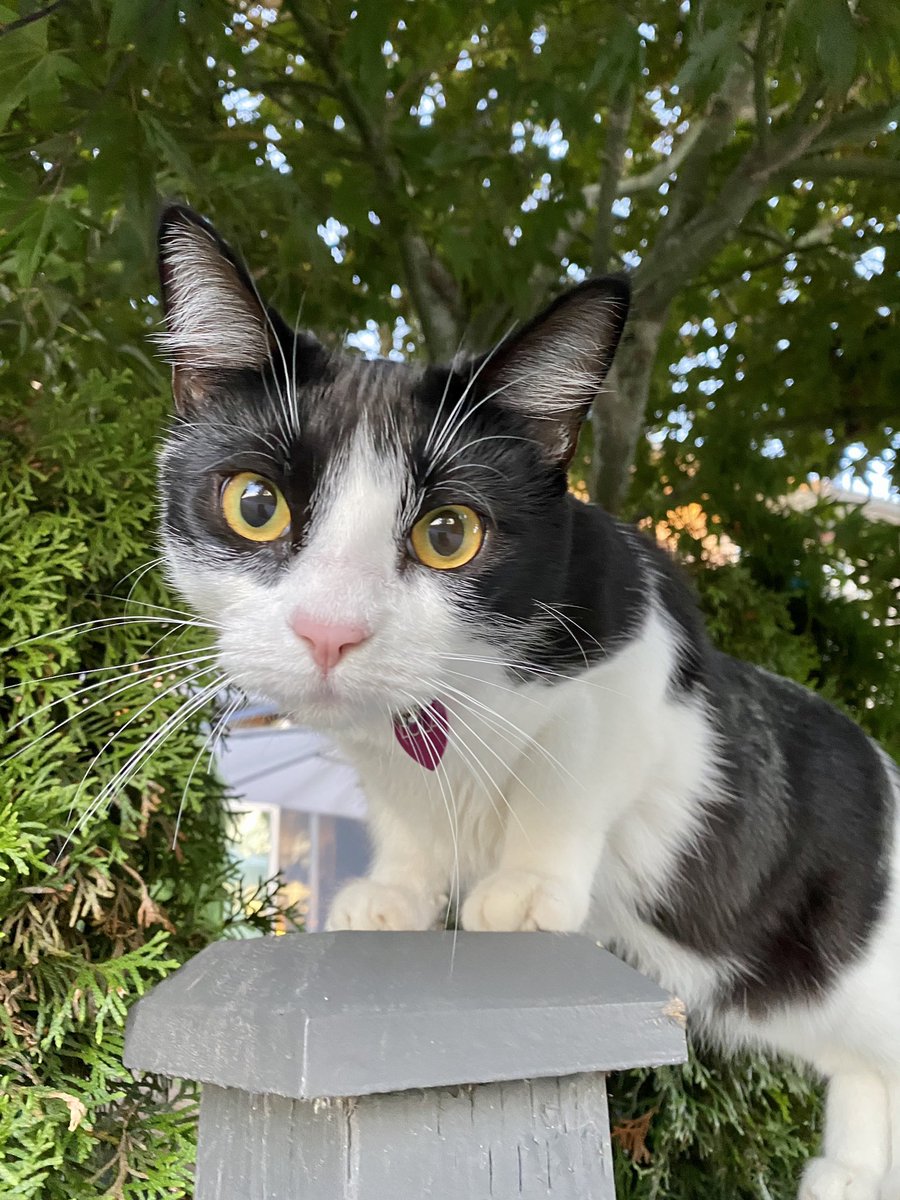 Meow humans.
This is Lola, she is my neighbour and went missing too back in 2022 in Abbotsford BC 😢 Have you seen Lola? 

———

#missingcat #CatsAreFamily #CatsLover #Cat #tuxedoCats #lostcat #CatsOfX #lolathecat #lola #HaveYouSeenOtotoi?