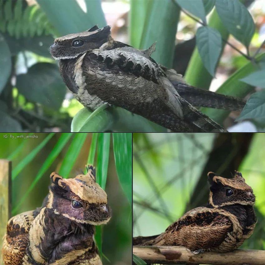 The Great Eared Nightjar, a nocturnal bird native to Southeast Asia.