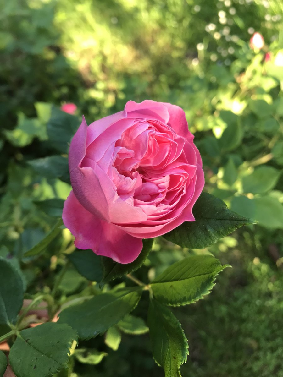 Meine erste Rose blüht “Reine Victoria”