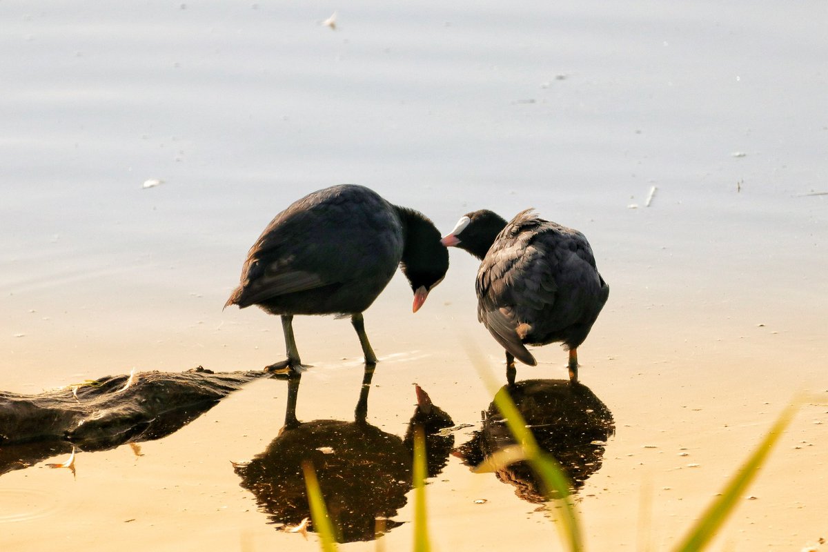 @ithefelizer @Snapdragon @Picsart @Snapdragon_IN @Snapdragon_ID @photography @NatGeoPhotos @earthcurated Two coots having a moment. Twice.