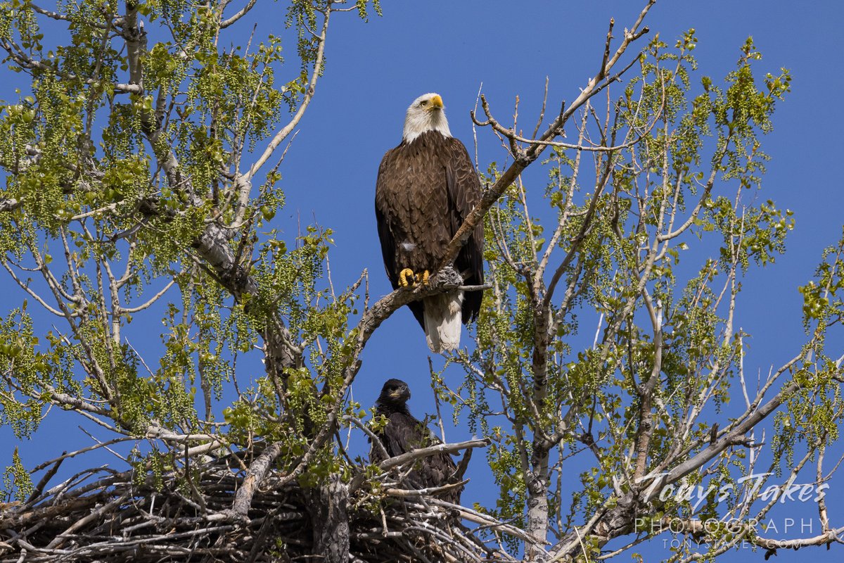 Mama bald eagle keeps watch over her two nestlings. A fine subject for this #MothersDay. Yesterday, mama spent the morning standing watch over her two little ones. Happy Mother's Day to all the moms out there! #eagle #baldeagle #birding #wildlife #wildlifephotography #Colorado