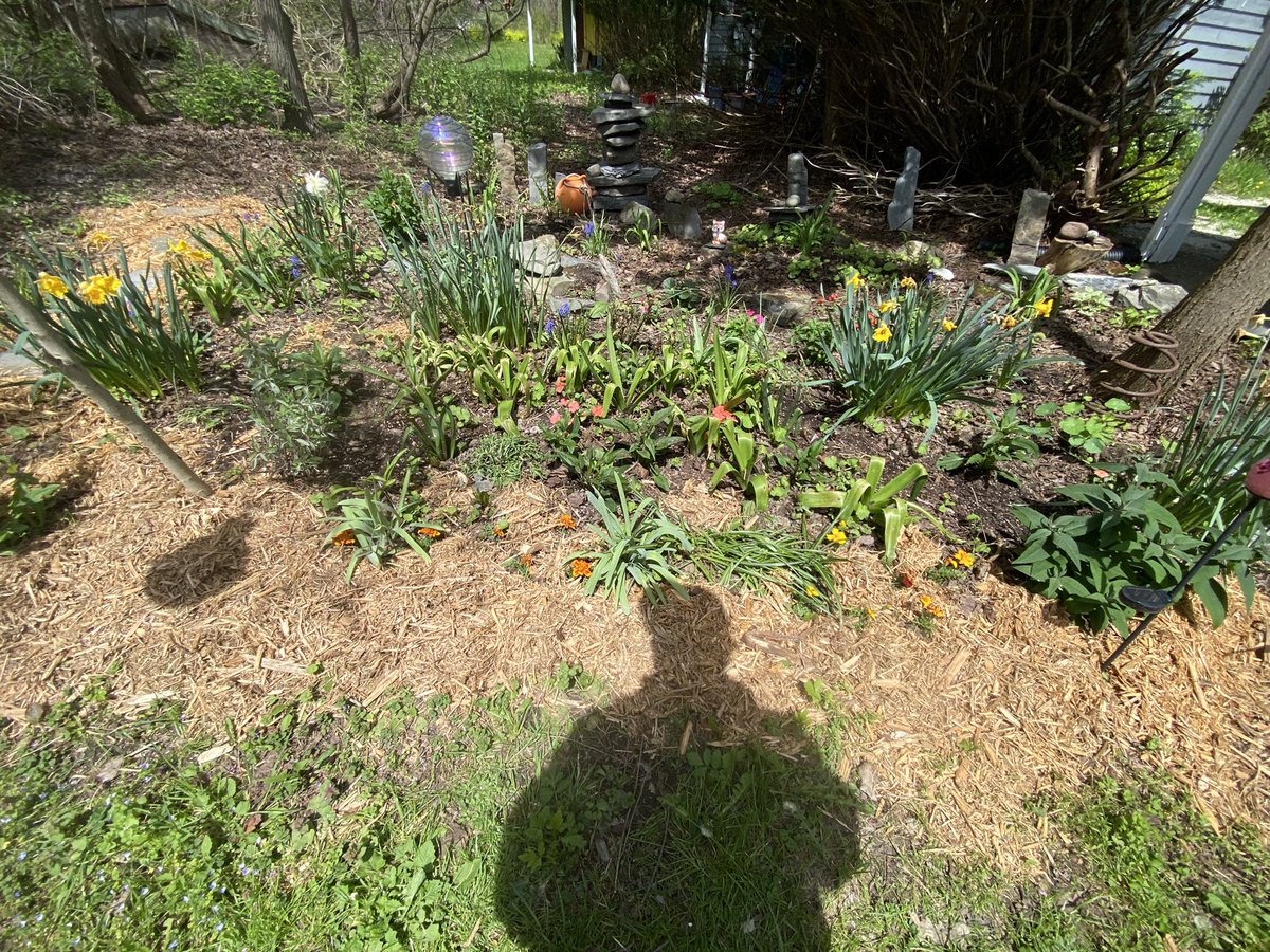 20240506 1:18pm 69°F Dramatic Shadow Self-Portrait Enjoying Evolving Rock Garden With Mom’s Gazing Globe In A Random Rural Landscape, Jacksonville, NY. Z.
#simplepleasures
#mindful 
#mom
#gazingglobe
#spring 
#daffodilproject 
#perennial 
#zorangehat
#pondaroski
#JoeZiolkowski