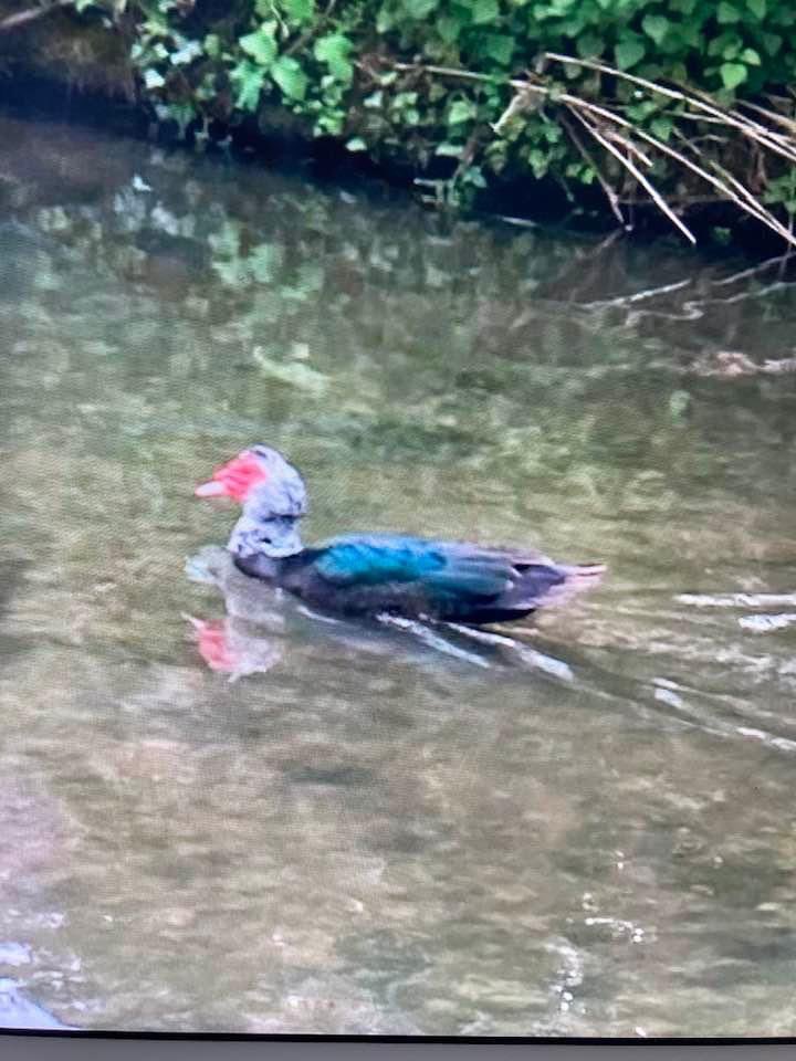 Can anyone ID this duck or goose spotted in Frome by my parents? I’ve looked in the bird ID books we have and Google but can’t find out what it is 🙏 @Natures_Voice #OutdooorEdChat