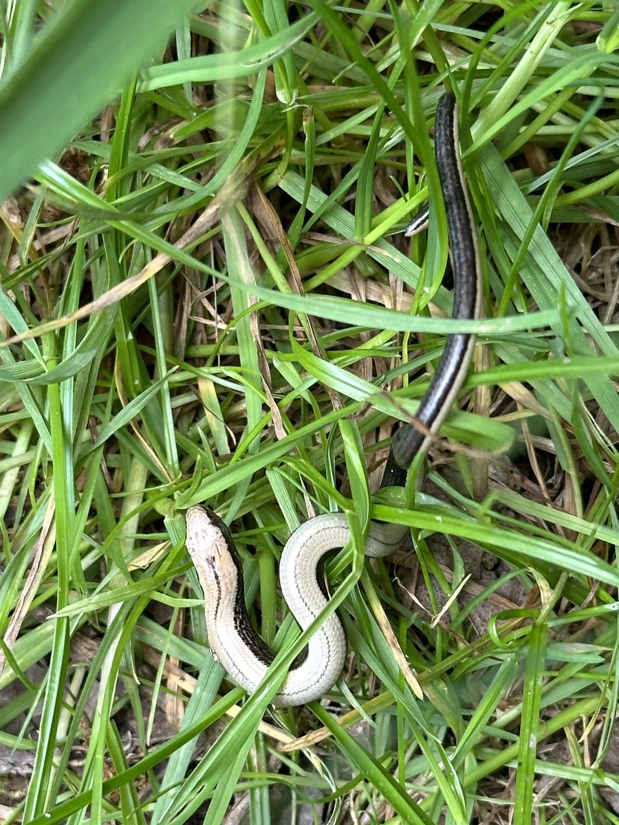 Just found a slow worm in my garden - first time I’ve seen one here