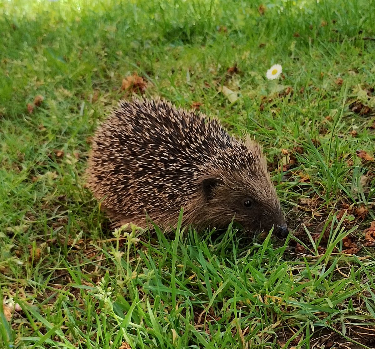 An actual real life hedgehog snuffling round our estate in broad daylight this morning 😍