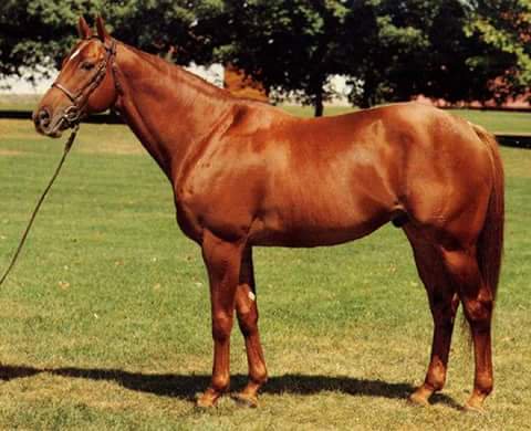 1978 French Champion 2-year-old Irish River, developed into a top-class miler, with wins in the Poule d'Essai des Poulains, Prix Jacques Le Marois and Prix du Moulin, earning a 131 Timeform rating.
Standing at Gainsway Farm, he sired 87 Stakes winners from 963 named foals.