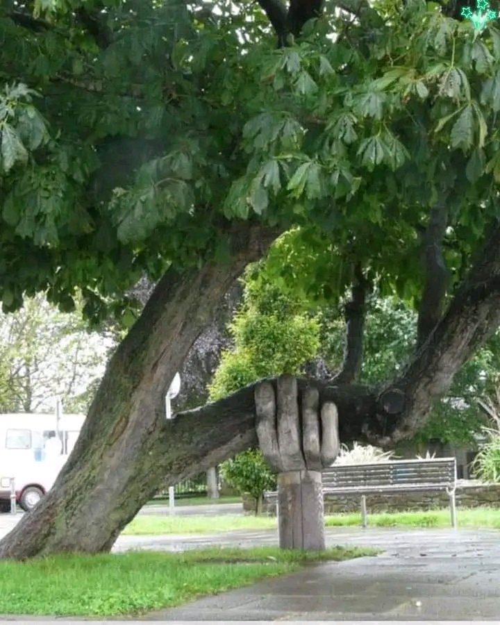 The Wonky Conker tree with its helping hand in Bideford, Devon. The 'helping hand' has been keeping the unstable and much loved tree upright for 20 years...