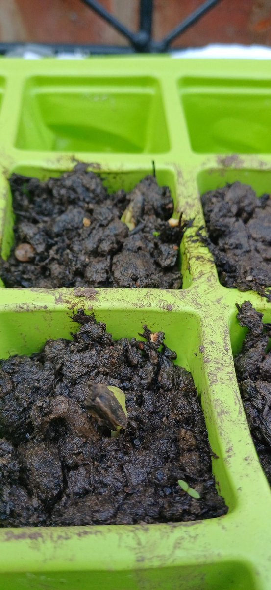 Finally <a href="/dyke_yaxley/">Dyke Yaxley</a> a little bit of sunshine &amp; my #sunflowers are starting to shoot #DYSunflowerRace24