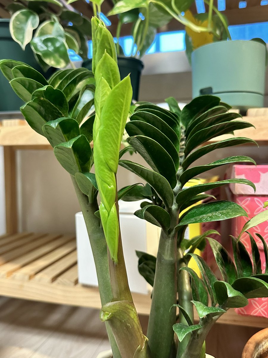 everylike11's tweet photo. 보석금전수 새싹들🌱
돈 들어오게 해주세요🙏🏻 https://t.co/VgmXvIvCxs