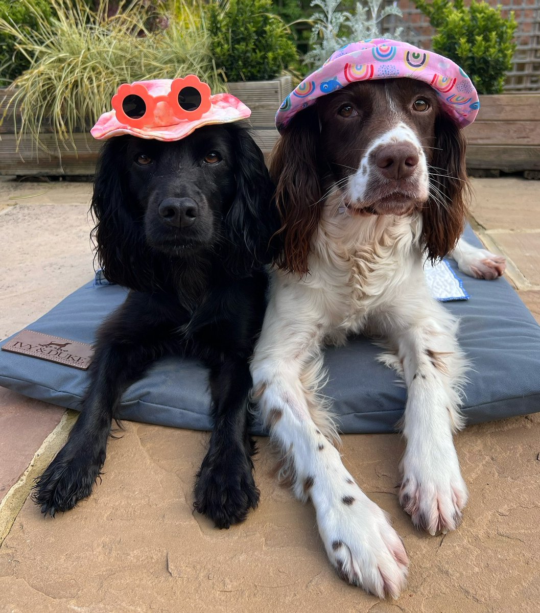 We're just hoping for some consistent warm weather this year.... is it too much to ask🥺🤣?! When the suns out, make sure your pups look and stay just as cool as instagram.com/hazelandwillow… do in our cute hats🌞! Who else has a pup who’d look cute in these🐶?!