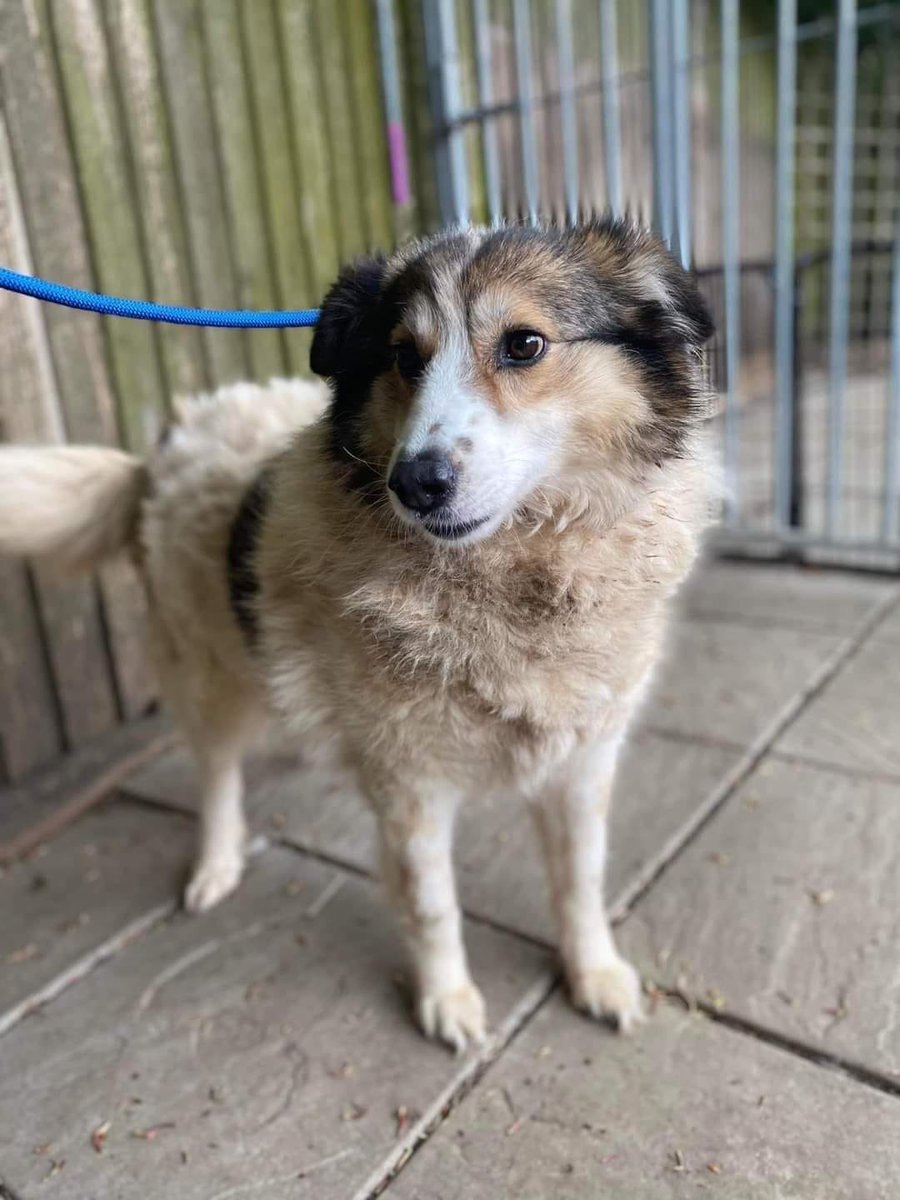 Evie is in #Derbyshire  She is about 7 years old. She spent some time in a rehabilitation centre because she struggled a bit in the UK so we gave her some extra help. She takes everything in her stride now. She can still be a little shy until she gets to know you
#Chesterfield