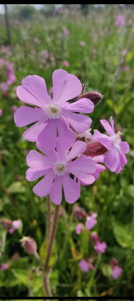 #pinkflowers