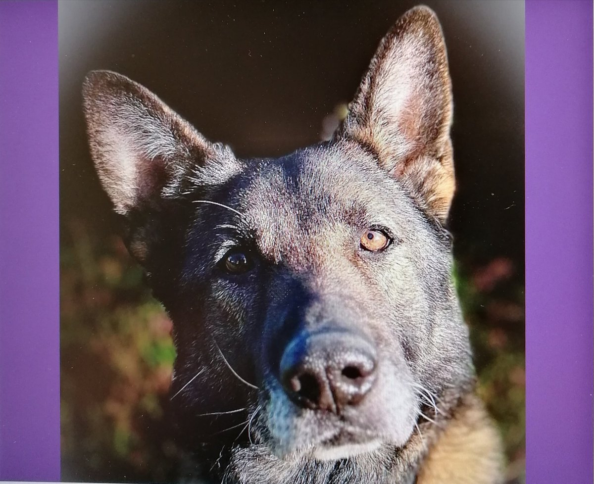 So sad to report RPD Blade has crossed rainbow bridge. From his handler Blade was my boy, he loved work & always had my back. He took to retirement like a champ, putting his feet up next to me each night having cuddles on the sofa. RIP Blade, a true gentleman, loved by all. 💜🐾