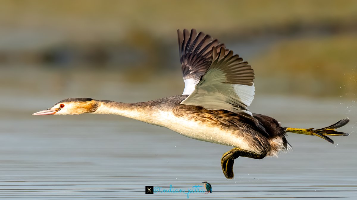 How about sharing a bird, doing Yoga? 🙏📷🤓✌️ Great Crested Grebe stretching the neck muscles