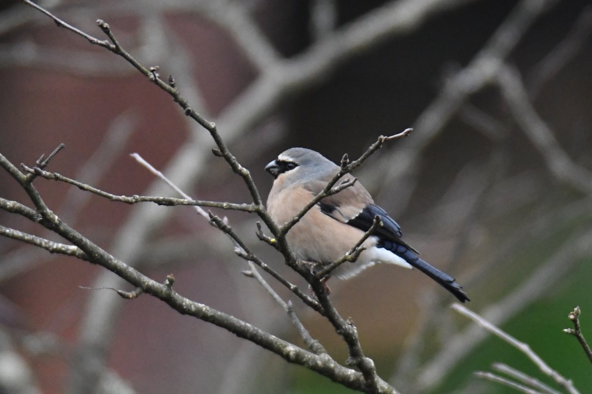 Grey-headed Bullfinch, 21 Apr. 2024
タカサゴウソ。日本で見かけるウソよりかなりメタボってる感じ。2回見たけど全部でっぷりしてた。