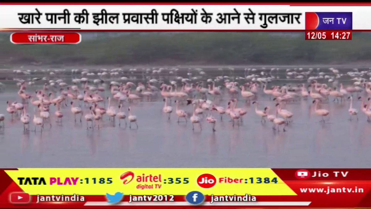 Sambhar News | खारे पानी की झील प्रवासी पक्षियों के आने से गुलजार | JAN TV

youtu.be/aoqMxlS493g

#SambharNews #Saltwaterlake #Largenumbersofmigratory #migratorybirds #Jantv_opn