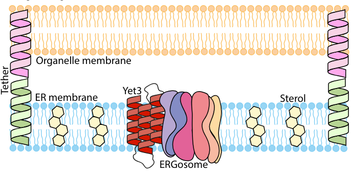 Interesting model from Maya Schuldiner. Yet3 at ER sites recruits proteins in the ergosterol biosynthesis pathway to assemble 'ERGosome', increasing ergosterols for sterol rich contact sites. On-demand sterol biosynthesis at organelle contact sites biorxiv.org/content/10.110…