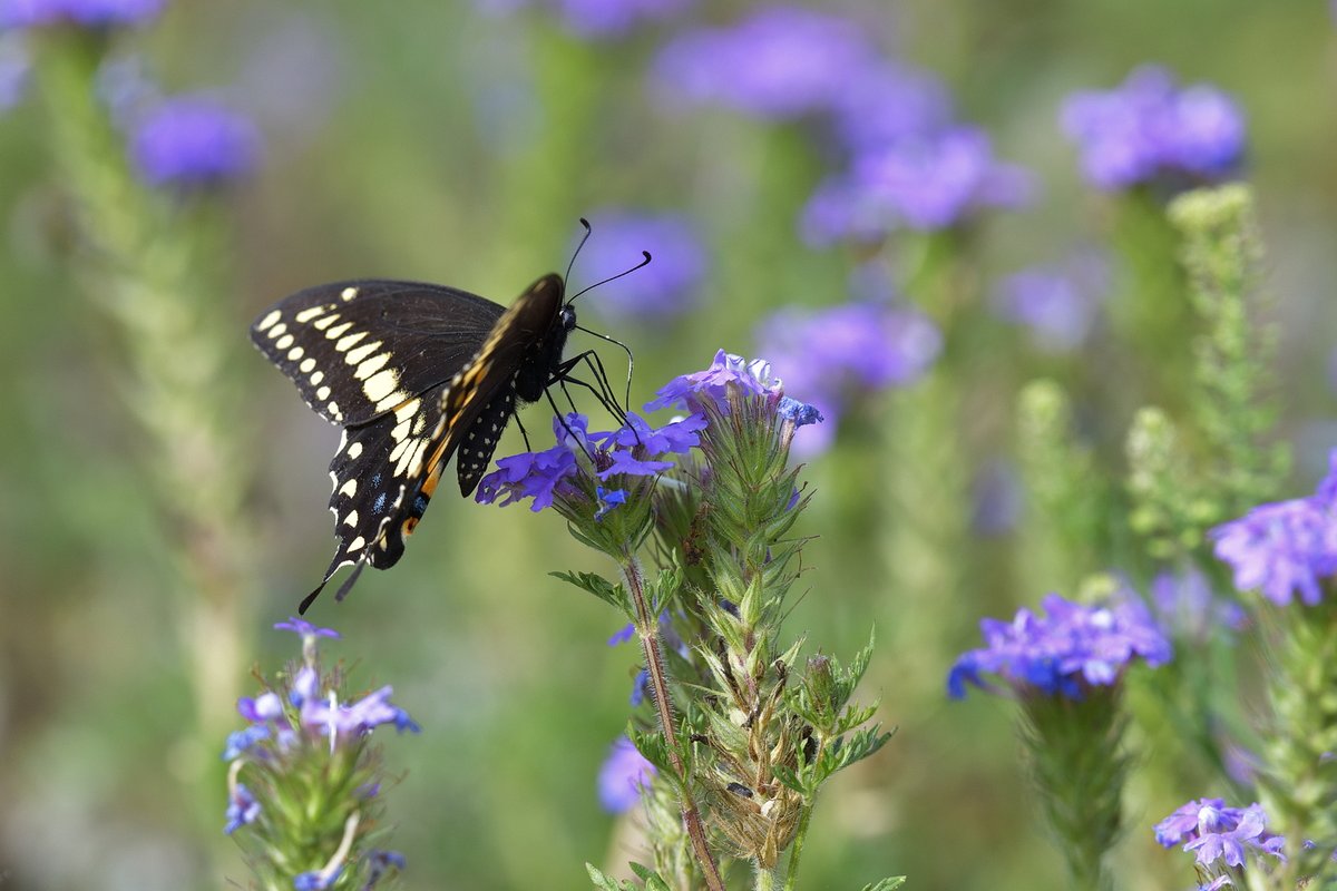 Papillon Texan
Avril 22024
#butterflies   #wildlifephotography  #birds #birdphotography #nikonphotography #nikond850