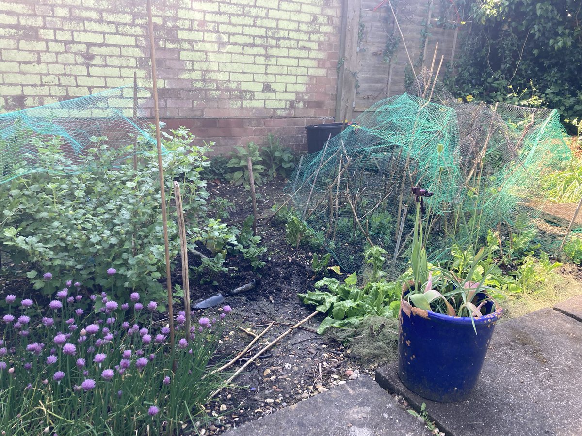 🥬🫛🫐🥕🥬🍐 Back garden allotment. White/pink currents Gooseberries Goji berries on one side Peas Spuds Spinach on t’other Tiny carrots Climbing Beans in pots Tomatoes .. elsewhere Chives doing their own thing. How’s yours? #allotments #GardeningTwitter