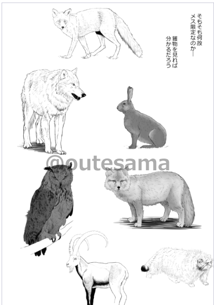 どれだけ訓練方法から見て理解しても、イヌワシとの鷹狩の獲物にオオカミとかアイベックスとか入っているのは「どういうことだってば」という気持ちになる(中央アジア) 