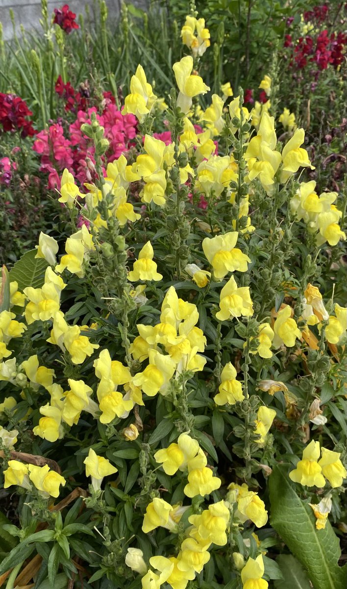 Do you still love to pinch a Snapdragon bloom to open it? Gotta love an interactive #flower! #SundayYellow #GardeningX #MasterGardener