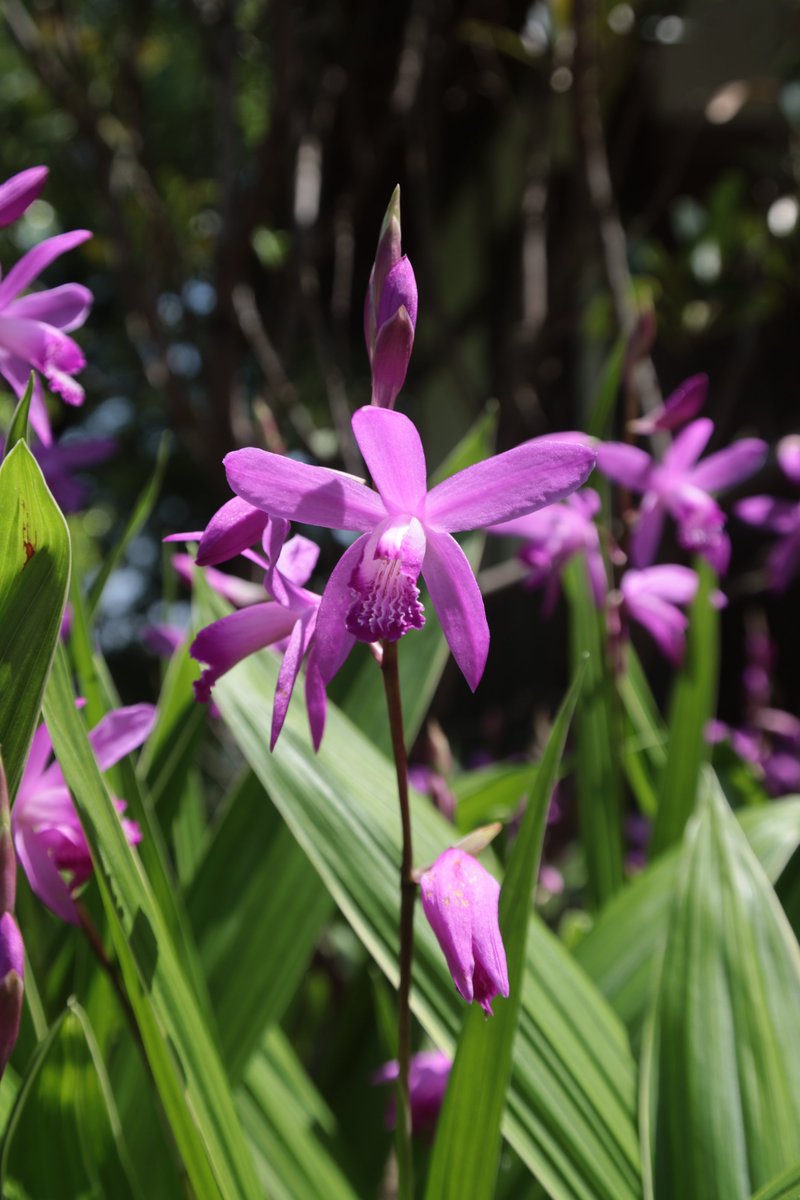 Hyacinth orchid 😃 #Photography #Flowers #BletillaStriata