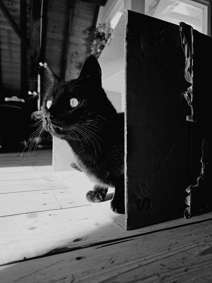Happy #catboxsunday! ~ Allan Poes 😸📦
#CatsOfTwitter #CatsOfX #cats #panfursquad #blackcats