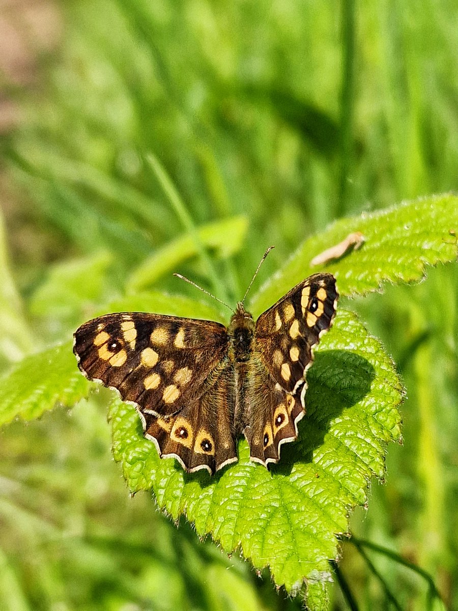 A speckled wood butterfly enjoying the amazing sunshine! 🦋☀️ 📍 @StaffsWildlife Bateswood Nature Reserve